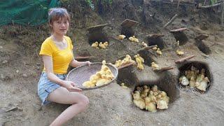 New born baby ducks - How to make a place to sleep for chickens - Green Forest Farm Living Off Grid