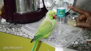 pattu the parrot