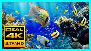 Das beste entspannende Aquarium 4K II  Schlafen Entspannen Meditieren - 2 Stunden - 4K UHD