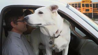 Louis and the Dog Whisperer  Louis Therouxs LA Stories City of Dogs  BBC Studios
