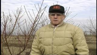 Assessing Frost Damage in Fruit and Nut Crops