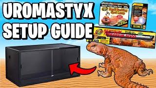 Uromastyx Setup for Beginners