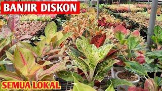 BANJIR PROMO‼️ Aglonema lokal tanian sendiri SEMUA DISKON  384