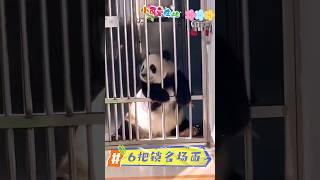 治愈时刻 6把又怎么样，萌妹还是无敌的 #国宝大熊猫 #pandacub