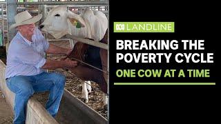 Breaking the poverty cycle one cow at a time in Cambodia  Landline  ABC News