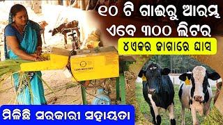 ୧୦ଟି ଗାଈରୁ ଏବେ ୩୦୦ ଲିଟର  How to start dairy farm .