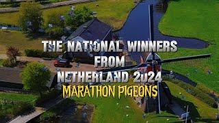 Marathon Pigeons - The Winner of National and International Races from the Netherland