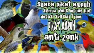 suara pikat ampuh semua jenis burung liar durasi spesial 1 jam  suara pikat ampuh burung kecil