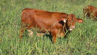 Beefmaster Cattle Tom Lasater