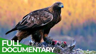 The Golden Eagle - Master of the Sky  Free Documentary Nature