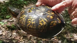 All About Eastern Box Turtles