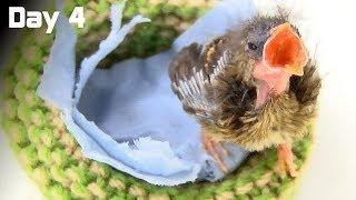 Day 4 - Hungry Baby Bird