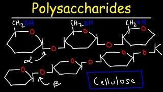 Polysaccharides - Starch Amylose Amylopectin Glycogen & Cellulose - Carbohydrates