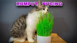 PARA ANABUL DOYAN BANGET RUMPUT KUCING