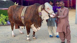 Tiger Bulls of  Fibbi Cattle Farm Qurbani 2024 #mandi #cattlemarket #bakramandi #bull #cow_mandi