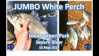 JUMBO White Perch Fishing at Jonas Green Severn River 10 May 2017