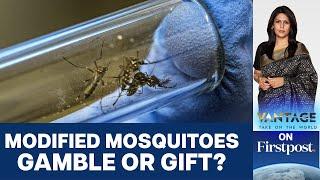 Djibouti Unleashes Controversial Genetically Modified Mosquitoes  Vantage with Palki Sharma