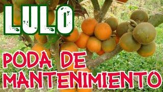 Poda & Mantenimiento del Lulo o Naranjilla 