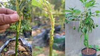 Professional Technique for GRAFTING Avocados for Beginners are 100% Successful