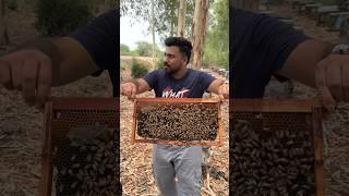 Live HONEY BEE Eating Challenge MOST DANGEROUS CHALLENGE #shorts #honey #foodie