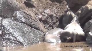 Wildebeest Migration   AMAZING  Maasai Mara Kenya