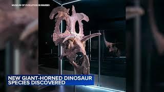 New dinosaur species discovered largest and most ornate of its kind
