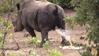 Exclusive A Day In The Life Of A Kruger Park Rhino Bull