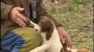 Breed All About It - Brittany Spaniel