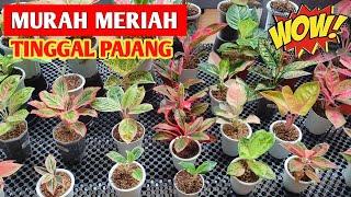 MURAH MERIAH‼️ PROMO AGLONEMA RAWATAN TINGGAL PAJANG  216