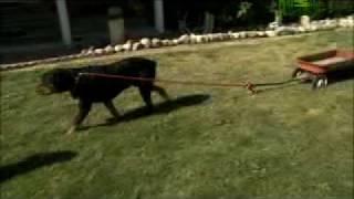 Dogs 101 - Rottweiler