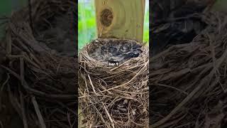 Day 9 - Baby Robin Fledglings  In Nest #babybird #bird #birdwatching #robins #birdnest #robin