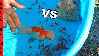 FISH BATTLE ROYALE **One Eyed KING vs The 100**