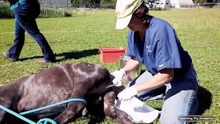 Equine Veterinarian Dr. Jenni Does A Complete Castration of a Miniature Horse