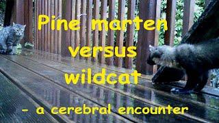 Pine marten versus wildcat