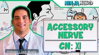 Neurology  Accessory Nerve Cranial Nerve XI