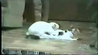Rabbit mating with cat