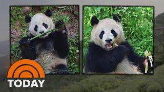 2 giant pandas set to leave China for San Diego