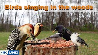 4 HOURS of Birds Singing in the Woods 4K Cat TV Bird Video Relaxing Sound Awesome World 026