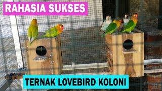 Ternak Lovebird Koloni - Rahasia Agar Cepat Bertelur