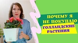 Почему я не покупаю голландские растения