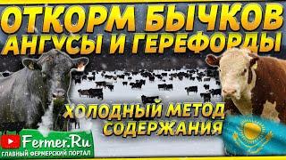 5000 бычков на холодном откорме без навесовАбердин-Ангус и ГерефордПривес до 25 килограмм в сутки