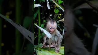 baby monkey crying