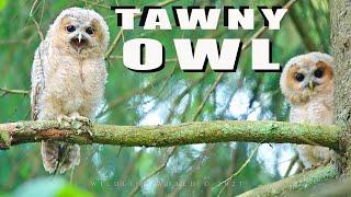 Tawny owl. Young birds in the forest