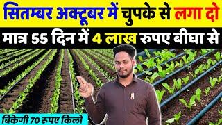 अगेती मूली की खेतीयह सलादवाली सब्जी बिकेगी 40₹ किलो  muli ki kheti  Radish farming‍Harvesting