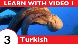 Learn Turkish with Video - TurkishClass101 Will Help Keep You Afloat with Marine Life Vocabulary