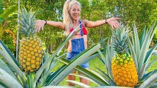 How To Grow GIANT Pineapples at Home Anywhere in the World- Fast & Easy in Containers