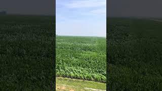 2023 corn video down corn