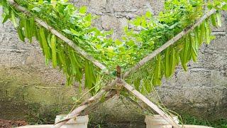 I wish I knew this method of growing Wing Beans sooner. Many fruits are eaten all year round