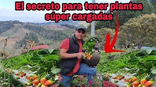 El mejor sustrato CASERO para tus plantas de FRESAS CRECIMIENTO súper rápido.