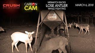 The Crush Live Deer Cam  Buck Fight FAIL